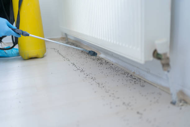 Best Wasp Removal Services  in Belmont, MS